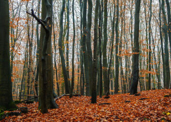 Senaste nytt från Mistra Digital Forest!